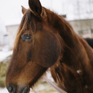 Pferd
